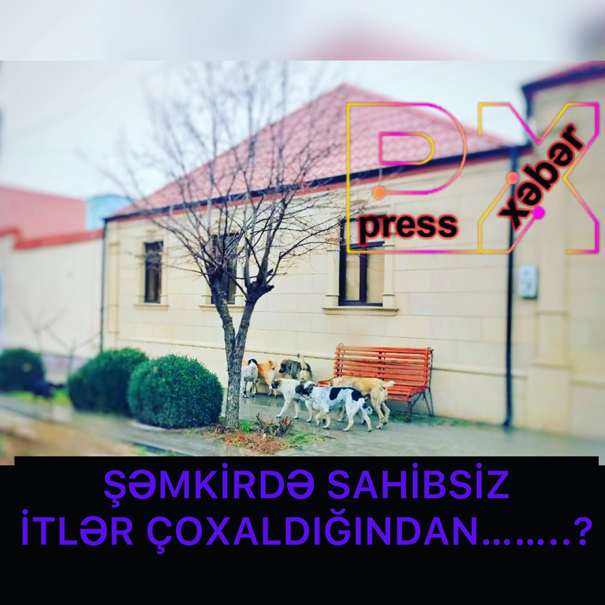 ŞƏMKİRDƏ SAHİBSİZ İTLƏR