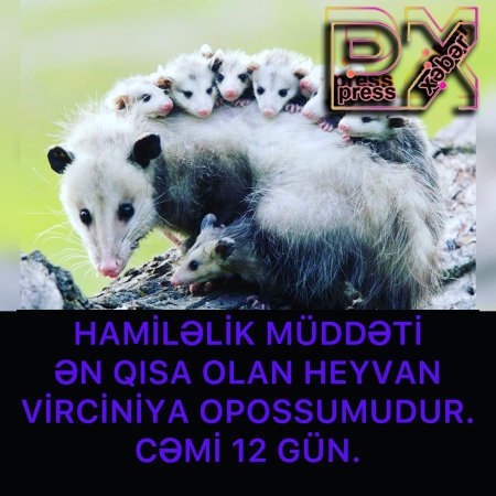 HAMİLƏLİK MÜDDƏTİ ƏN QISA OLAN HEYVANLAR.